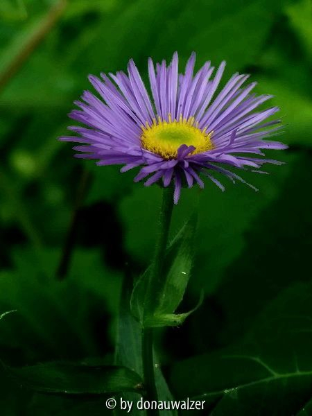 Erigeron2
