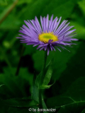 Erigeron2