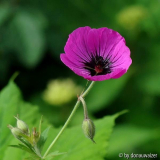 Geranium psilostemon