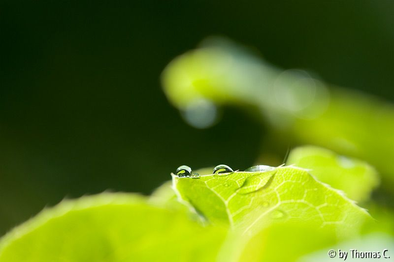 Duo
