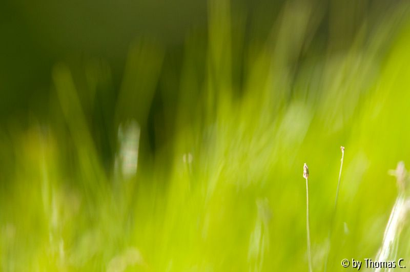 Grasrausch
