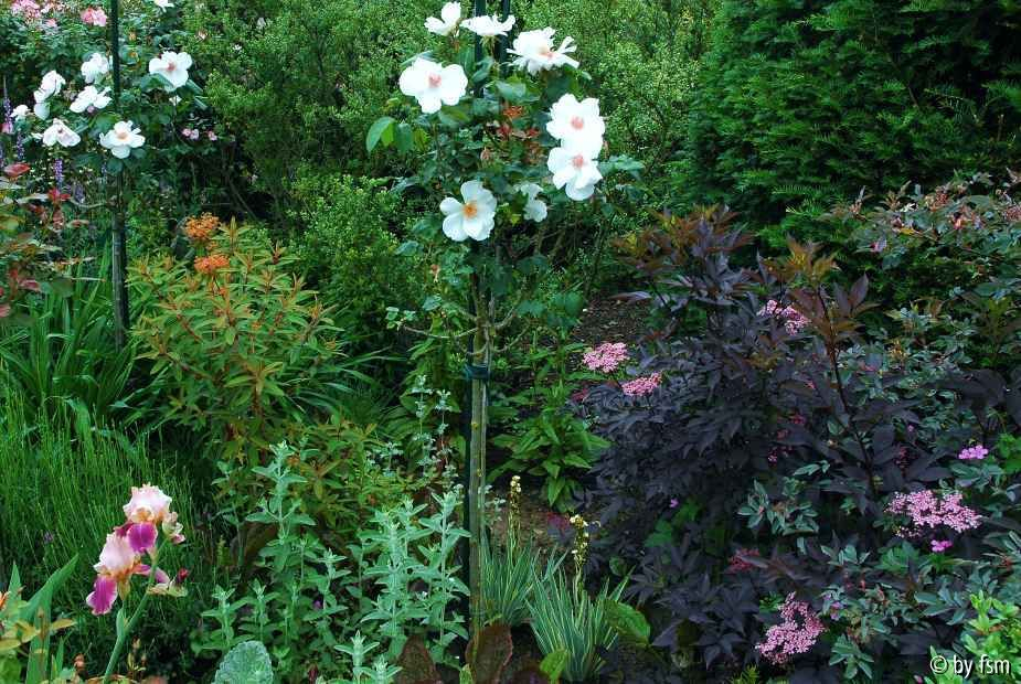 Sambucus 1 063-06-2008