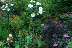 Sambucus 1 063-06-2008