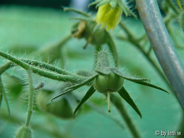 411evergreen_2008_06_08