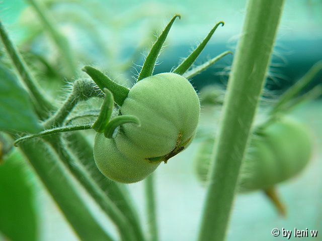 408evergreen_2008_06_08