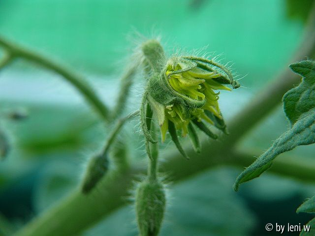 410-evergreen-königsblüte_2008_06_08