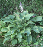 Hosta 'Abba Dabba Do'