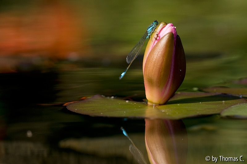 Spieglein Spieglein in dem Teich ...