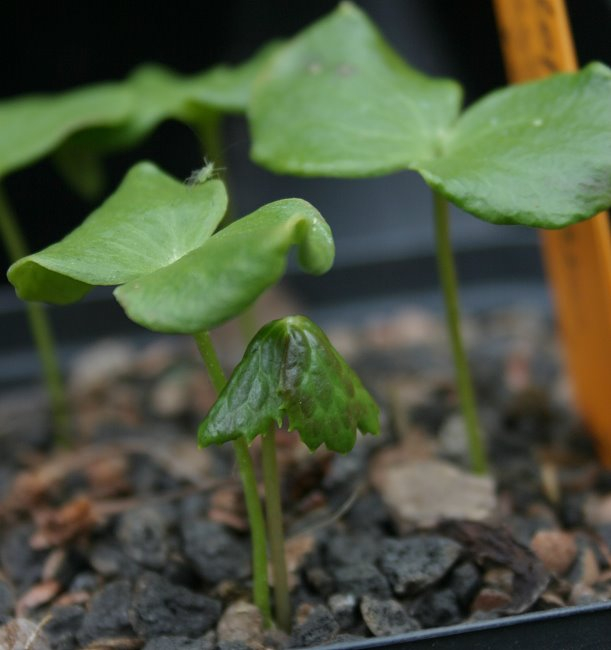 Podophyllum hexandrum Saeml_CY