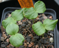 Podophyllum hexandrum Saeml_CY