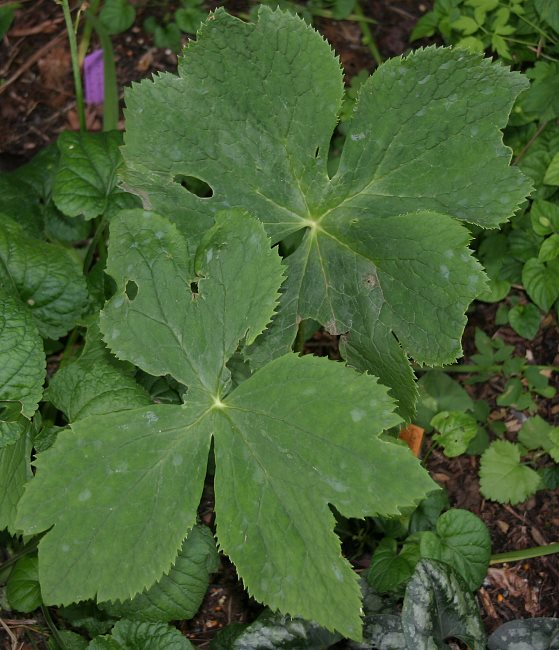 Podophyllum hexandrum CY