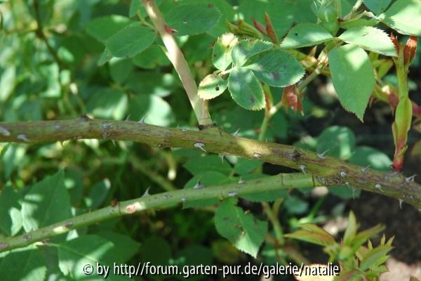 Unbekannte Strauchrose