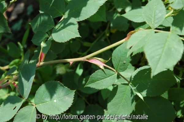 Unbekannte Strauchrose
