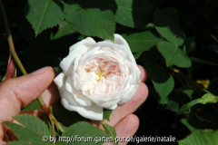 Unbekannte Strauchrose