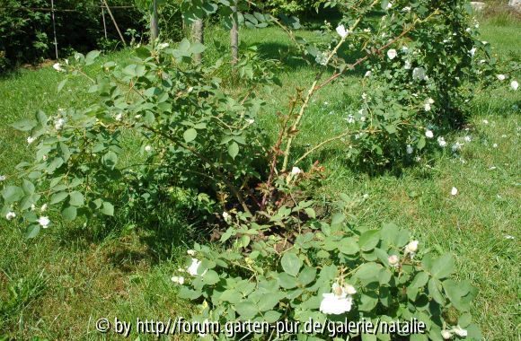 Unbekannte Strauchrose