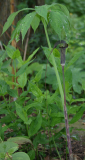 Arisaema ciliatum var. liubaense