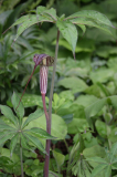 Arisaema ciliatum var. liubaense
