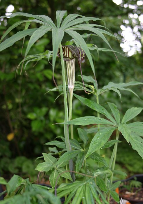 Arisaema ciliatum var. liubaense