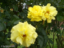 Rosa-Rose3