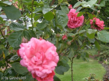 Rosa-Rose2