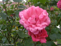 Rosa-Rose1