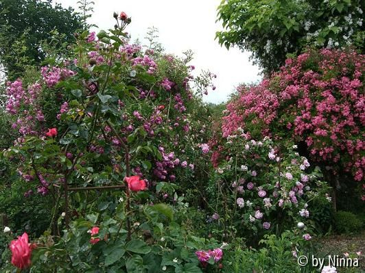Garten von Klara Meins 1