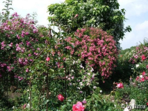 Garten von Klara Meins 3