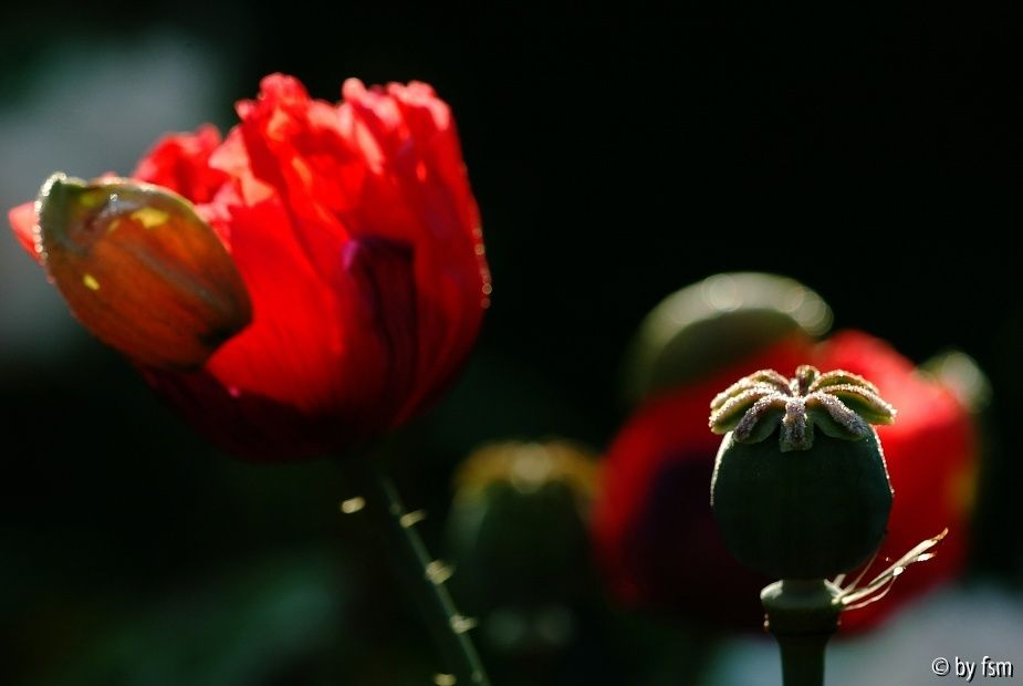 Papaver 1 15-06-2008