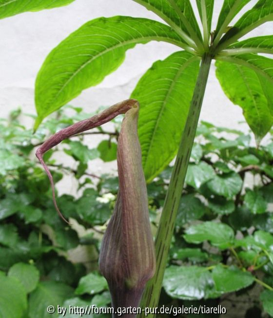 zweite unbekannte Arisaema