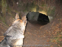 cachehund.jpg