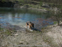 der-cachehund-nimmt-ein-bad.jpg