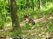 der-cachehund-macht-pause.jpg