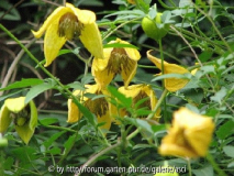 Clematis Bill MacKenzie