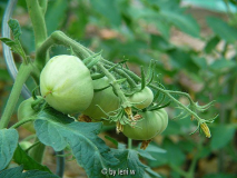 428cherokee_purple2_2008_06_08