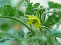 430cherokee_purpe_blüte_2008_06_08