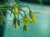 437georgia_streak_blüte_2008_06_08