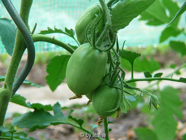 447purple_russian_2008_06_08