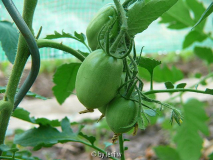 447purple_russian_2008_06_08