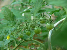 452black_cherry_2008_06_08
