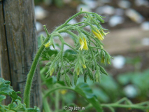 467_ildi_blüte_2008_06_08