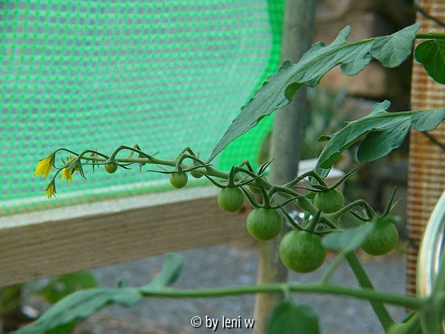 455sungold_f1_2008_06_08
