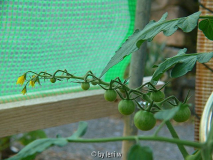 455sungold_f1_2008_06_08