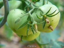 423cherokee_purple_2008_06_08