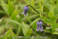 Clematis socialis