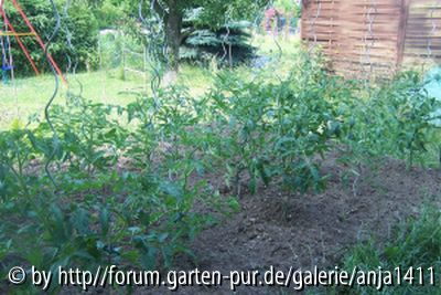 Tomatenbeet