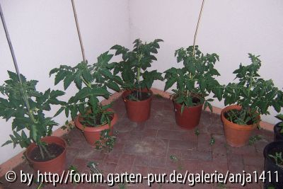 Tomaten im Hof