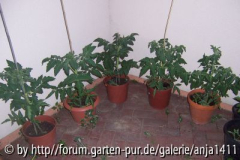 Tomaten im Hof