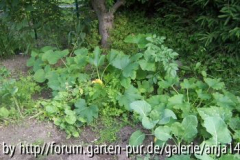 Kürbisbeet