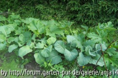 Zúcchinibeet