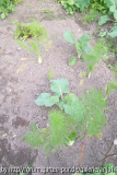 Fenchelbeet